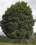 گیلاس برزیلی